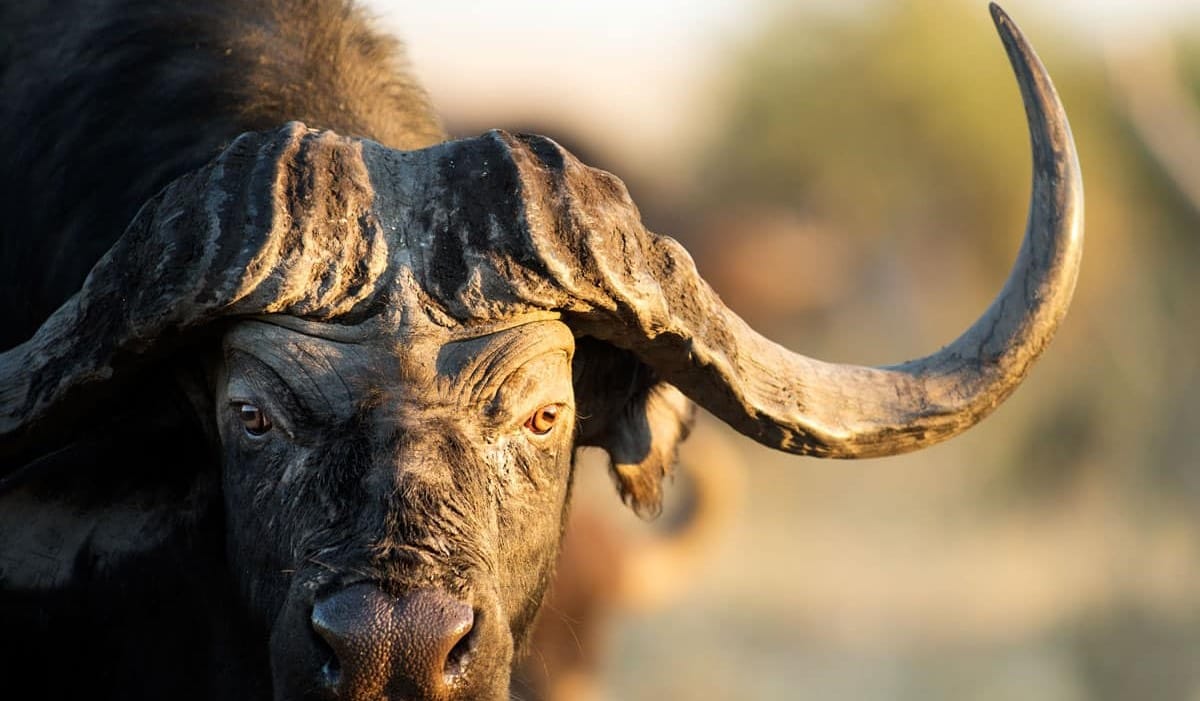 The Buffalo