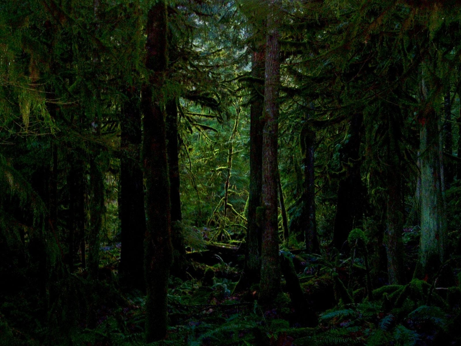 The Overstory