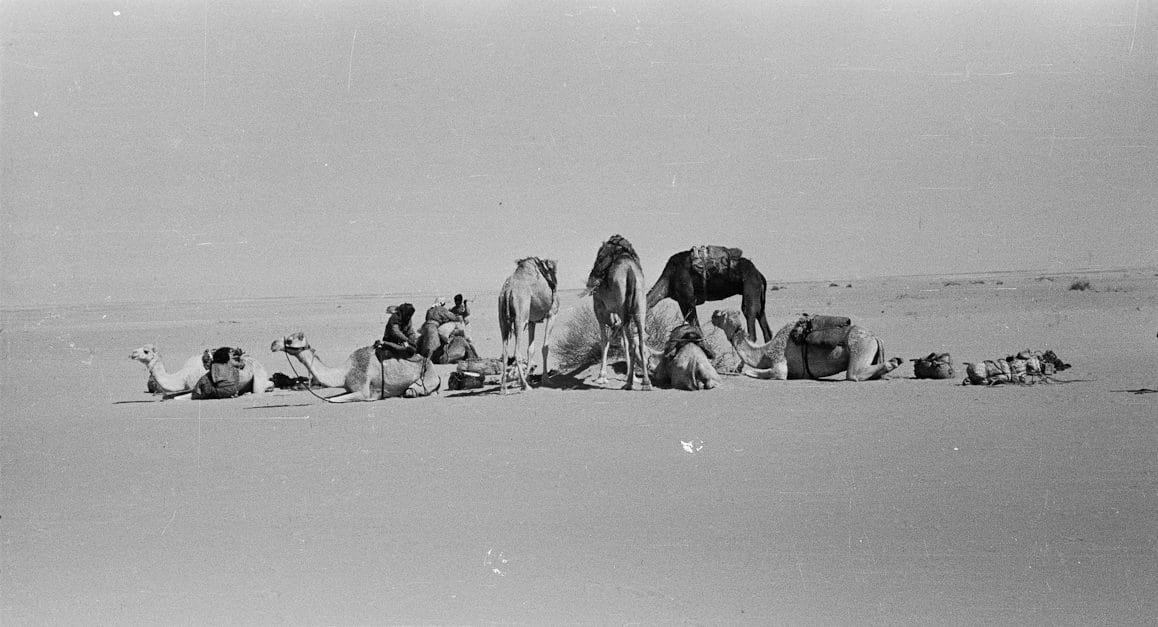 Arabian Sands