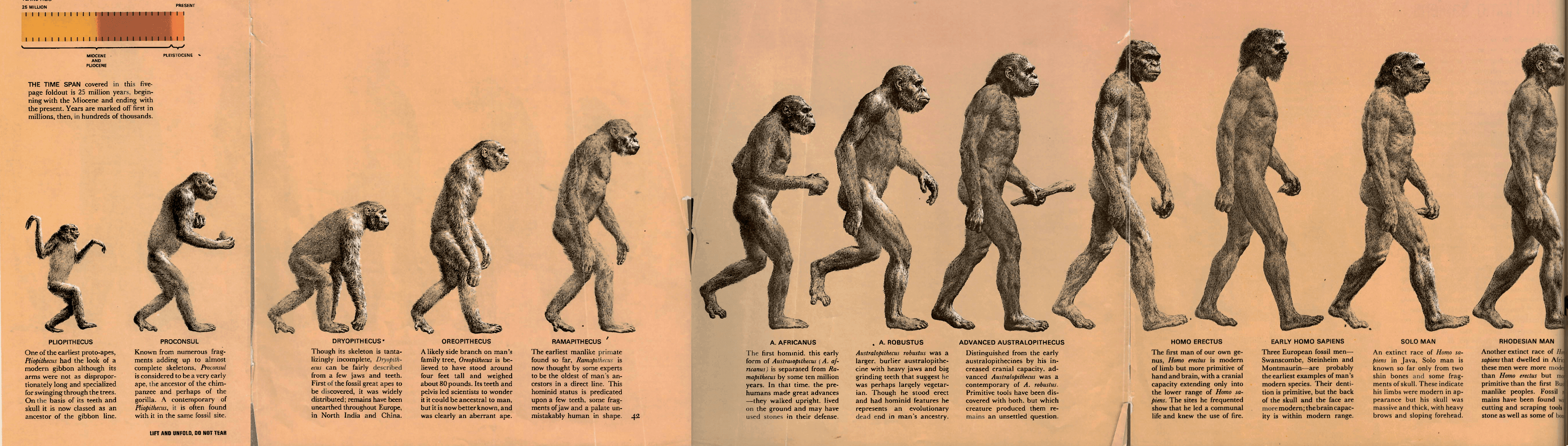 The Origin Of Species